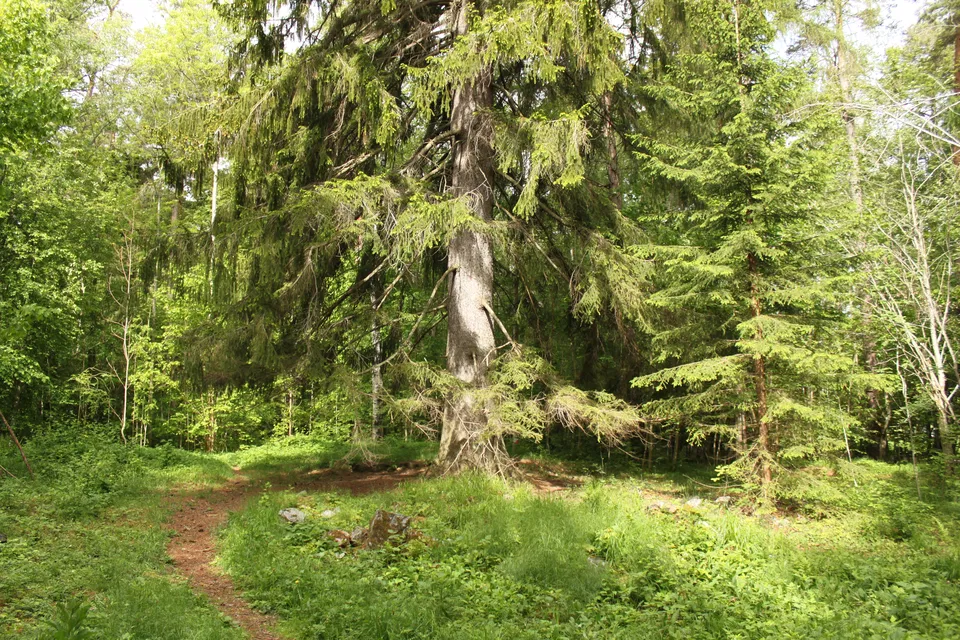 Stadsskogen city forest Uppsala